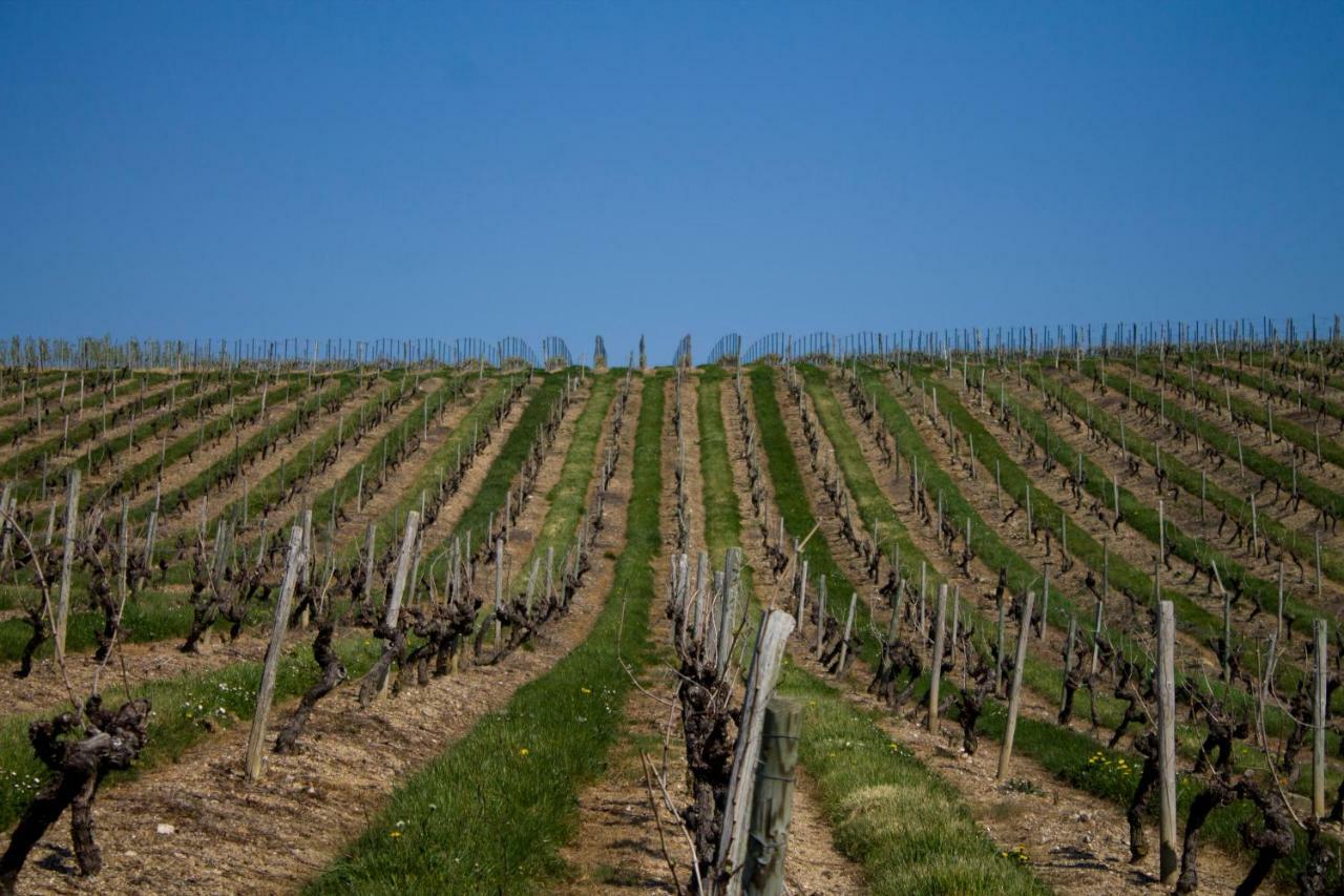 Vignoble Château Piéguë - winery Rochefort-sur-Loire Exterior foto